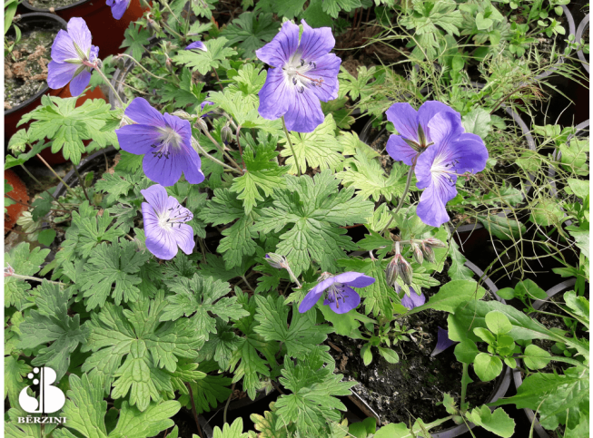 Geranium × johnsonii   'Johnson's Blue'
